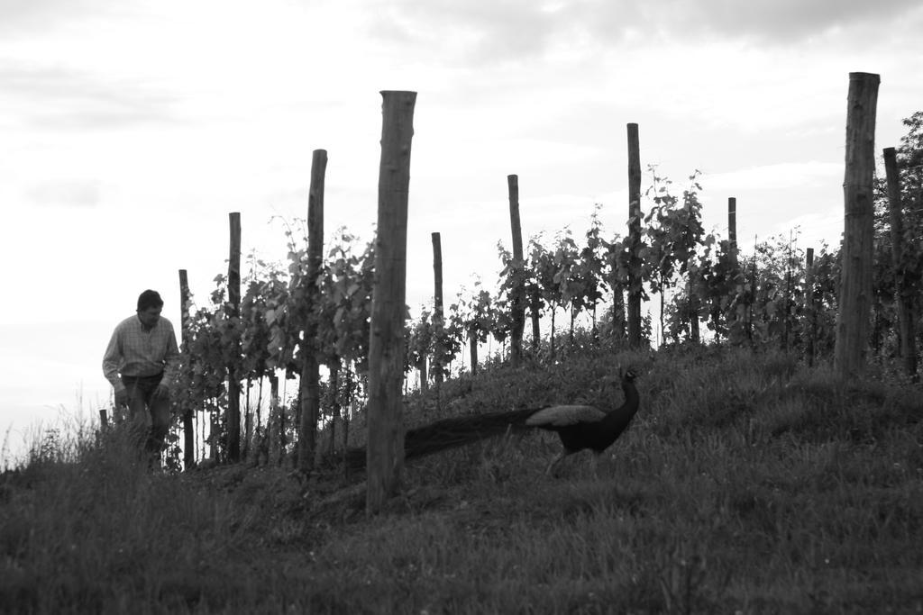 Gigante Wine & Welcome Corno di Rosazzo Exteriör bild